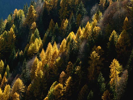 scorcio autunnale bosco di larici