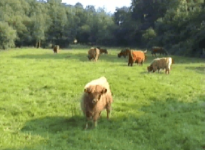 Video of some volunteers