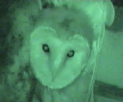Click here for video